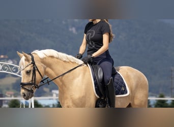 Deutsches Reitpony, Wallach, 11 Jahre, 147 cm, Palomino
