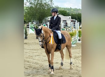 Deutsches Reitpony, Wallach, 11 Jahre, 147 cm, Palomino