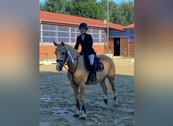 Deutsches Reitpony, Wallach, 11 Jahre, 147 cm, Palomino