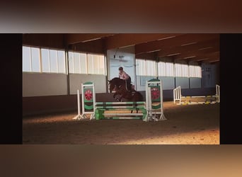 Deutsches Reitpony, Wallach, 11 Jahre, 148 cm, Brauner