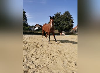 Deutsches Reitpony, Wallach, 11 Jahre, 148 cm, Brauner
