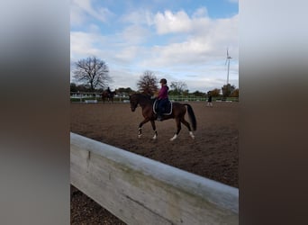 Deutsches Reitpony, Wallach, 11 Jahre, 148 cm, Brauner