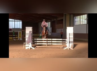 Deutsches Reitpony, Wallach, 11 Jahre, 148 cm, Brauner