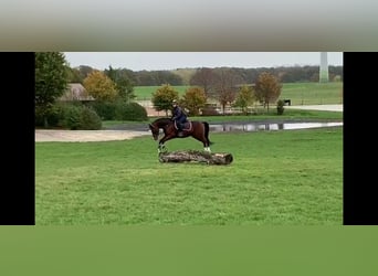 Deutsches Reitpony, Wallach, 11 Jahre, 148 cm, Brauner