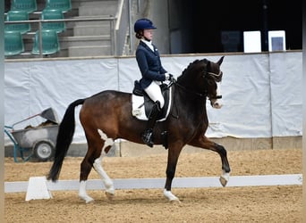 Deutsches Reitpony, Wallach, 11 Jahre, 148 cm, Brauner