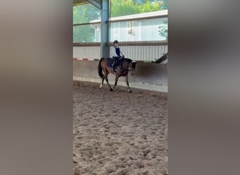 Deutsches Reitpony, Wallach, 11 Jahre, 148 cm, Brauner