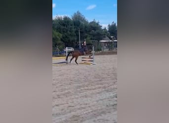Deutsches Reitpony, Wallach, 11 Jahre, 148 cm, Brauner