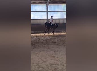 Deutsches Reitpony, Wallach, 11 Jahre, 148 cm, Brauner