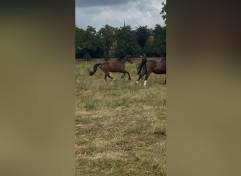 Deutsches Reitpony, Wallach, 11 Jahre, 148 cm, Brauner