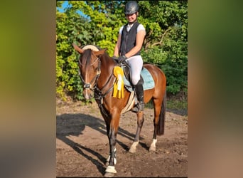 Deutsches Reitpony, Wallach, 11 Jahre, 148 cm, Brauner