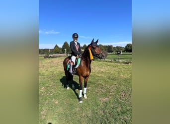 Deutsches Reitpony, Wallach, 11 Jahre, 148 cm, Brauner