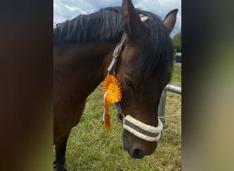 Deutsches Reitpony, Wallach, 11 Jahre, 148 cm, Dunkelbrauner
