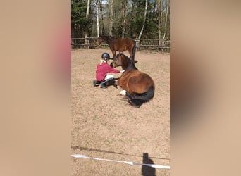 Deutsches Reitpony, Wallach, 11 Jahre, 148 cm, Dunkelbrauner