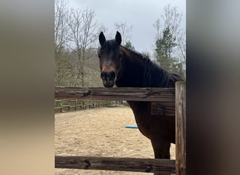 Deutsches Reitpony, Wallach, 11 Jahre, 148 cm, Dunkelbrauner