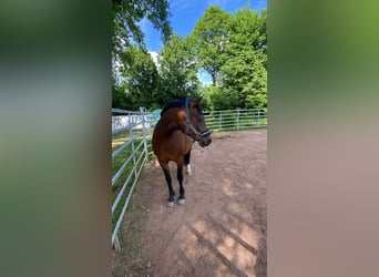 Deutsches Reitpony, Wallach, 11 Jahre, 148 cm, Dunkelbrauner