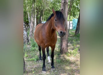 Deutsches Reitpony, Wallach, 11 Jahre, 148 cm, Dunkelbrauner