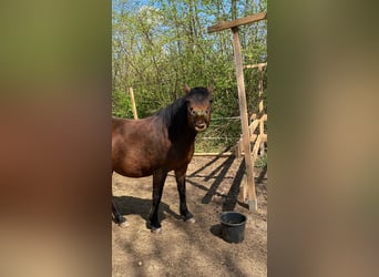 Deutsches Reitpony, Wallach, 11 Jahre, 148 cm, Dunkelbrauner