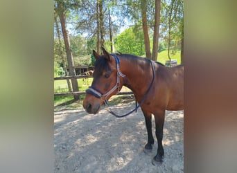 Deutsches Reitpony, Wallach, 11 Jahre, 148 cm, Dunkelbrauner