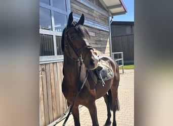 Deutsches Reitpony, Wallach, 11 Jahre, 148 cm, Dunkelbrauner