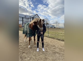 Deutsches Reitpony, Wallach, 11 Jahre, 148 cm, Dunkelfuchs