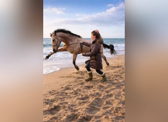 Deutsches Reitpony, Wallach, 11 Jahre, 148 cm, Falbe