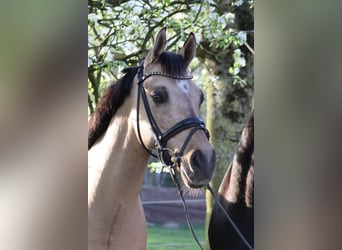 Deutsches Reitpony, Wallach, 11 Jahre, 148 cm, Falbe