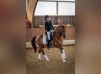 Deutsches Reitpony, Wallach, 11 Jahre, 148 cm, Fuchs