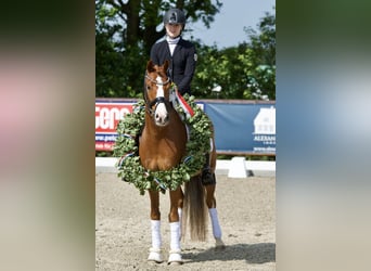 Deutsches Reitpony, Wallach, 11 Jahre, 148 cm, Fuchs