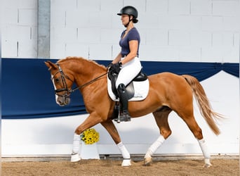 Deutsches Reitpony, Wallach, 11 Jahre, 148 cm, Fuchs