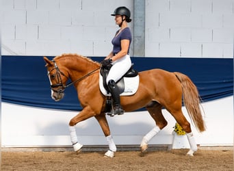 Deutsches Reitpony, Wallach, 11 Jahre, 148 cm, Fuchs