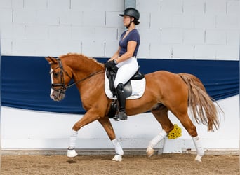 Deutsches Reitpony, Wallach, 11 Jahre, 148 cm, Fuchs
