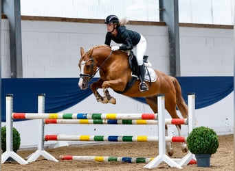 Deutsches Reitpony, Wallach, 11 Jahre, 148 cm, Fuchs
