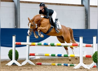 Deutsches Reitpony, Wallach, 11 Jahre, 148 cm, Fuchs