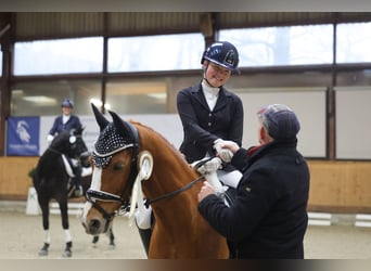 Deutsches Reitpony, Wallach, 11 Jahre, 148 cm, Fuchs