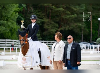 Deutsches Reitpony, Wallach, 11 Jahre, 148 cm, Fuchs