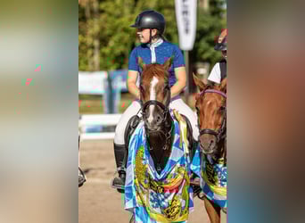 Deutsches Reitpony, Wallach, 11 Jahre, 148 cm, Fuchs
