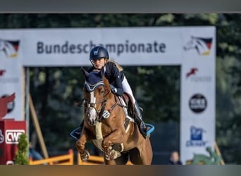 Deutsches Reitpony, Wallach, 11 Jahre, 148 cm, Fuchs
