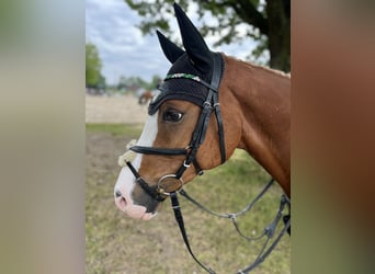Deutsches Reitpony, Wallach, 11 Jahre, 148 cm, Fuchs