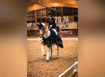 Deutsches Reitpony, Wallach, 11 Jahre, 148 cm, Palomino