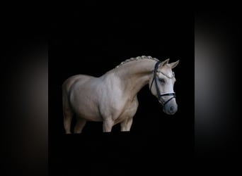 Deutsches Reitpony, Wallach, 11 Jahre, 148 cm, Palomino