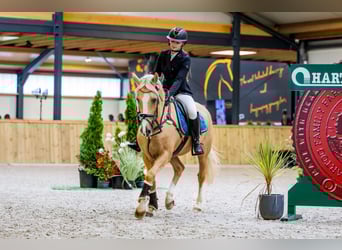 Deutsches Reitpony, Wallach, 11 Jahre, 148 cm, Palomino