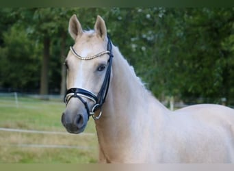 Deutsches Reitpony, Wallach, 11 Jahre, 148 cm, Palomino