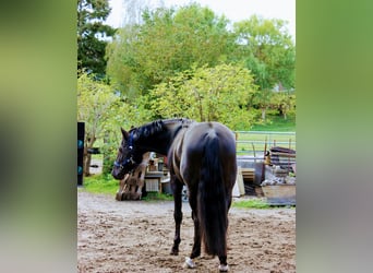 Deutsches Reitpony, Wallach, 11 Jahre, 148 cm, Rappe