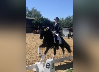 Deutsches Reitpony, Wallach, 11 Jahre, 148 cm, Rappe