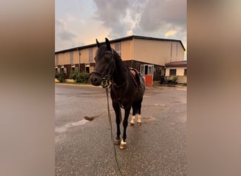 Deutsches Reitpony, Wallach, 11 Jahre, 148 cm, Rappe