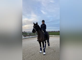 Deutsches Reitpony, Wallach, 11 Jahre, 148 cm, Rappe