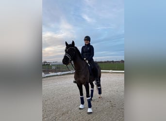 Deutsches Reitpony, Wallach, 11 Jahre, 148 cm, Rappe