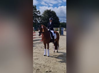 Deutsches Reitpony, Wallach, 11 Jahre, 149 cm, Fuchs