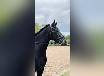 Deutsches Reitpony, Wallach, 11 Jahre, 149 cm, Rappe