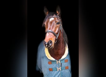 Deutsches Reitpony Mix, Wallach, 11 Jahre, 150 cm, Brauner